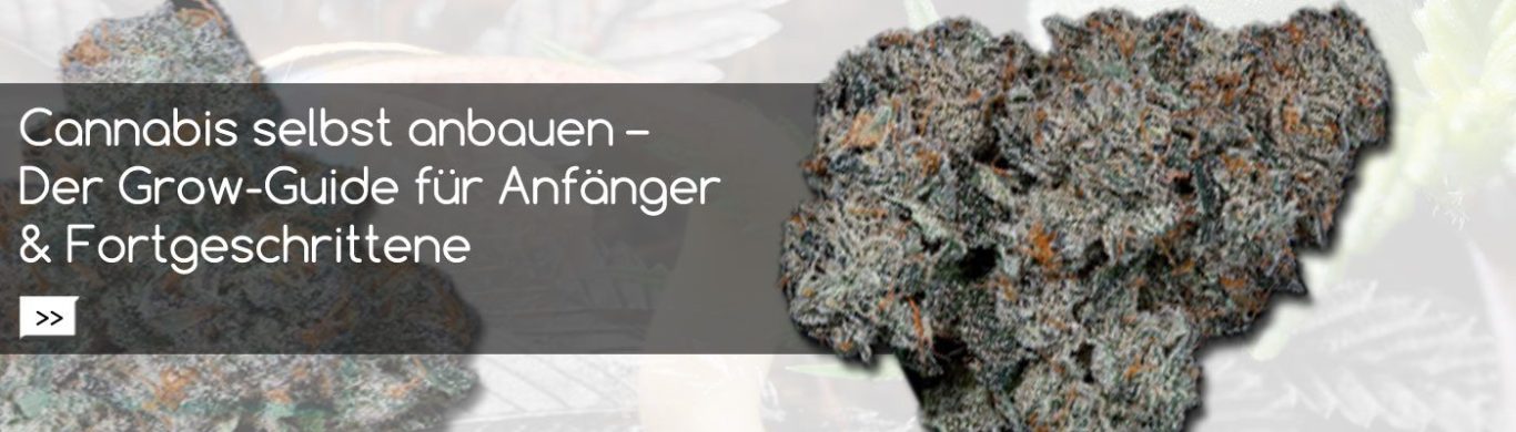 Grow Guide